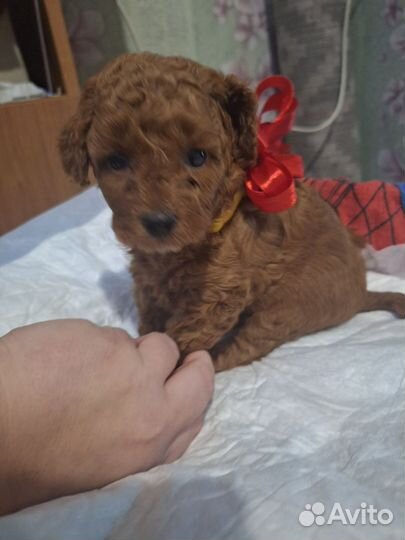 Фотосессия с собакой