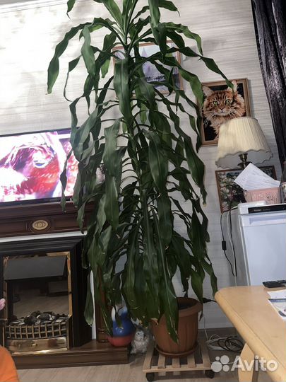 Пальма юкка