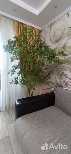 Фикус