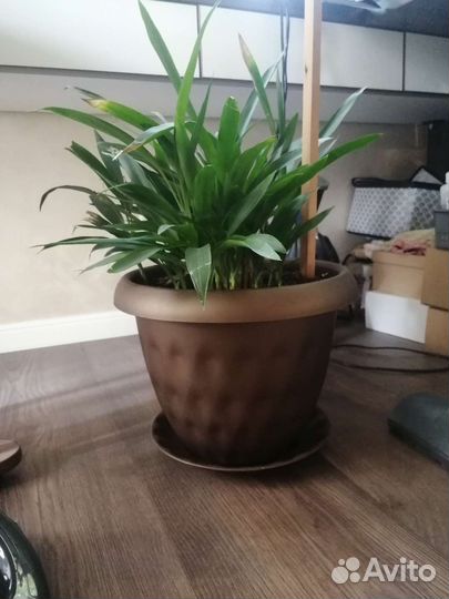 Пальма йукка