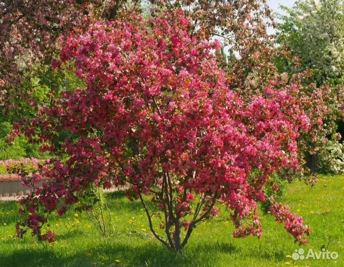 Яблоня рудольф