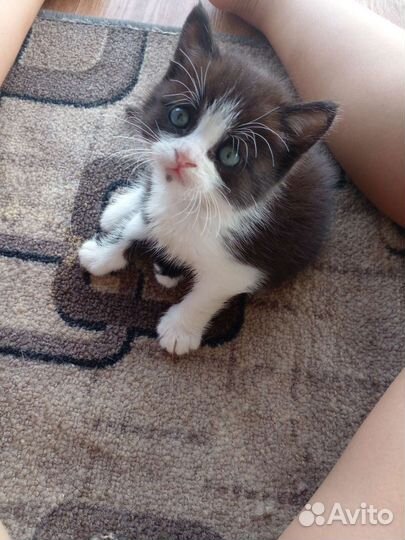 Кошки бесплатно