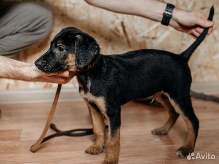 Щенок Финик 2.5 месяца