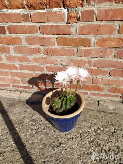 Кактус цветущий