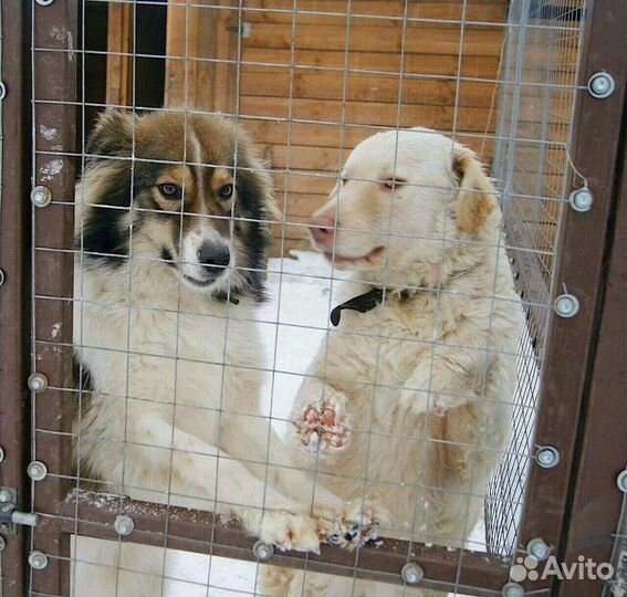 Собаки бесплатно в добрые руки