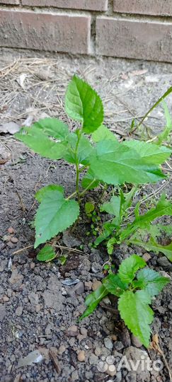 Шелковица (тутовник) саженцы сеянцы