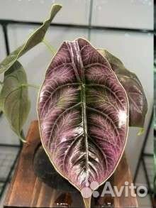 Комнатные растения 2