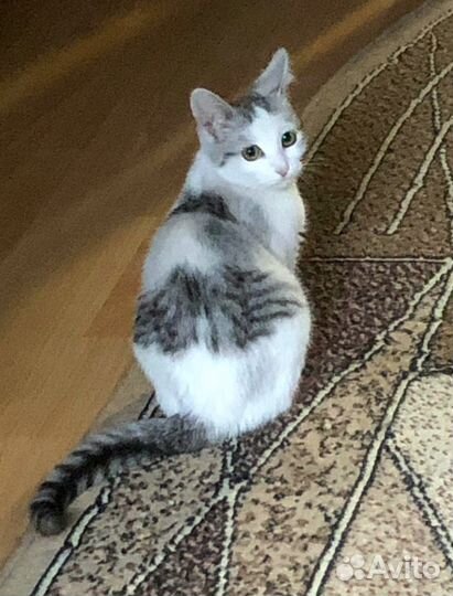 Кошечка в добрые руки