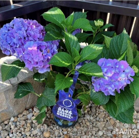 Гортензия крупнолистная Boogie Woogie Blue