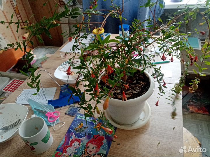 Гранатовый кустик