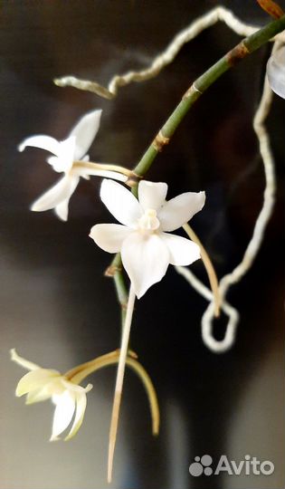 Aerangis mystacidii