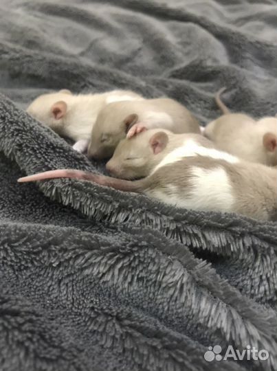 Крысята сиамские