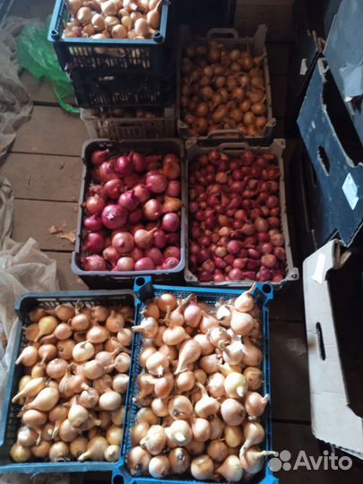 Лук семейный на посадку