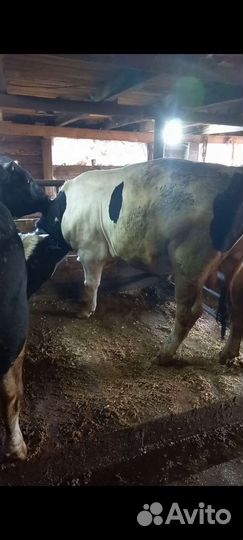 Быки и телка