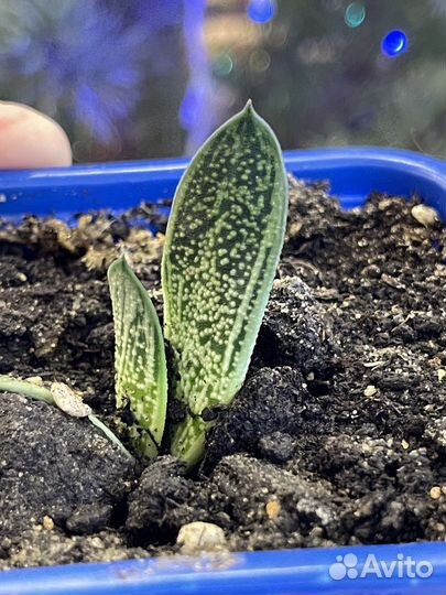 Комнатные растения