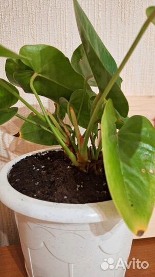 Антуриум (мужское счастье)