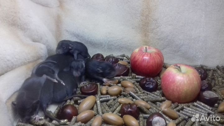 Крысята Дамбо. Крысы Угольки