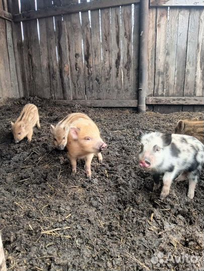 Кабаны домашние