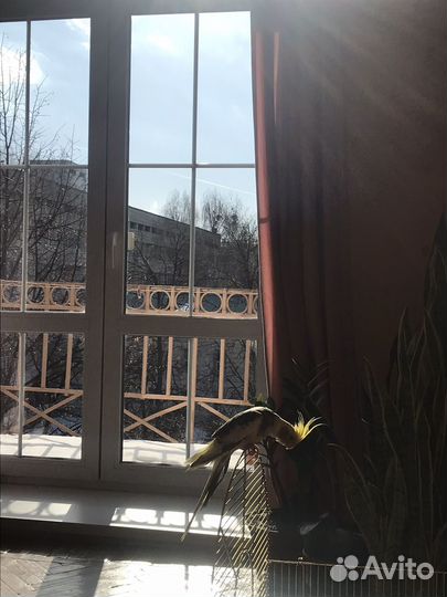 Мальчик - попугайчик корелла