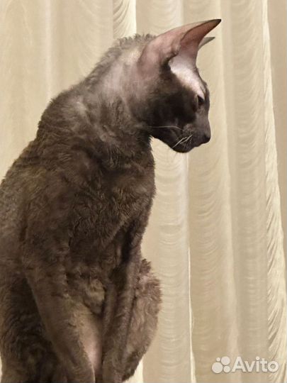 Замечательный котик