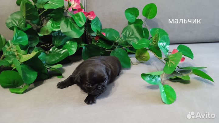 Щенки мопса