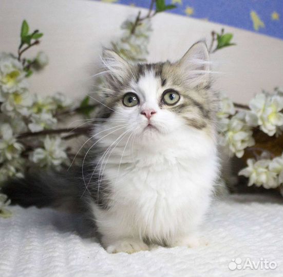 Котята манчкин