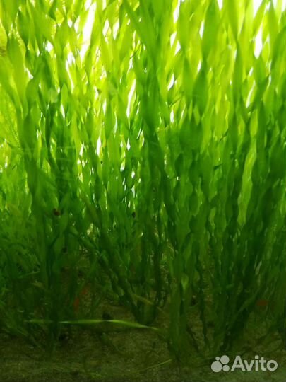 Аквариумное растение.Рыбки