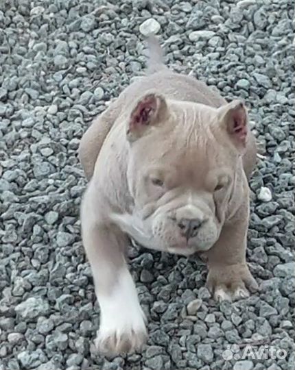 Американский булли