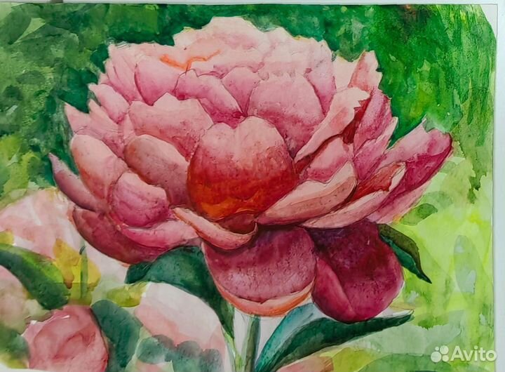 Пион красный