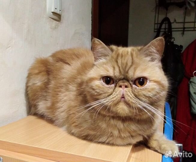 Рыжие и кремовые детки