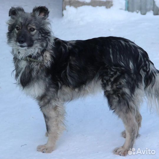 Пёсик