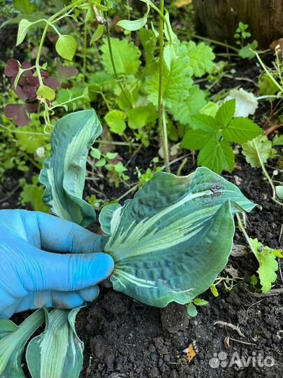 Хоста Guardian Angel