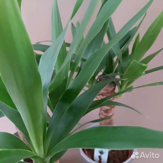 Юкка Комнатные растения Доставка растений