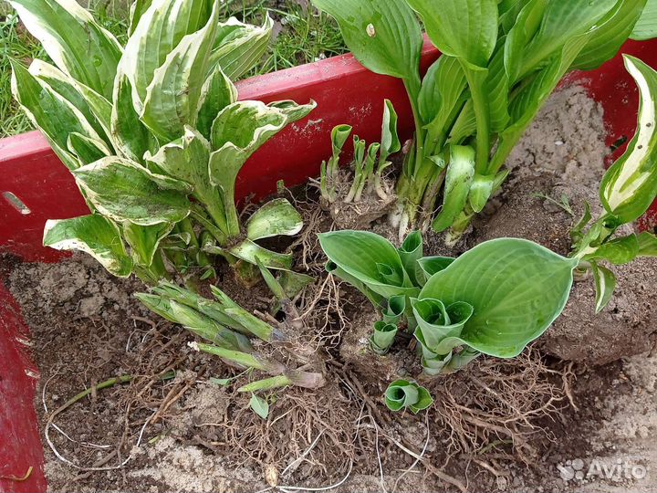 Садовые растения (хосты 5+1)