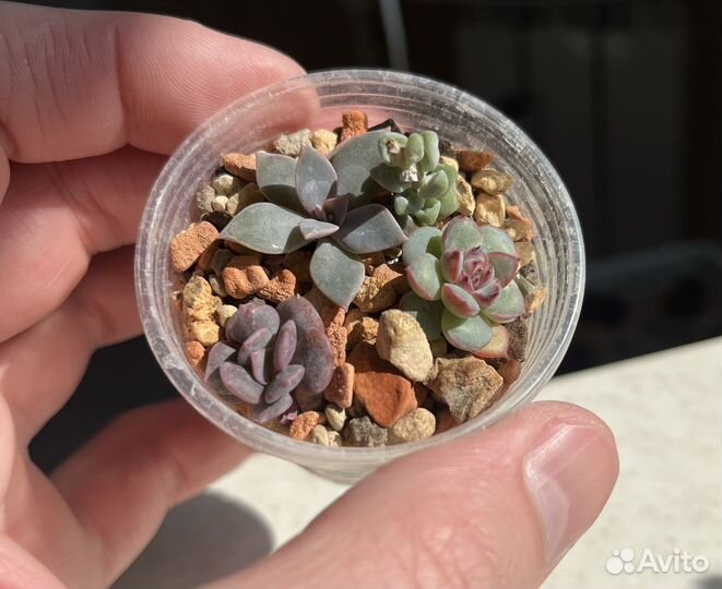 Детки суккулентов в стаканчиках. Эхеверии, седумы