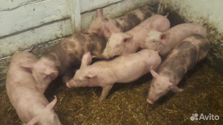Свинки на племя