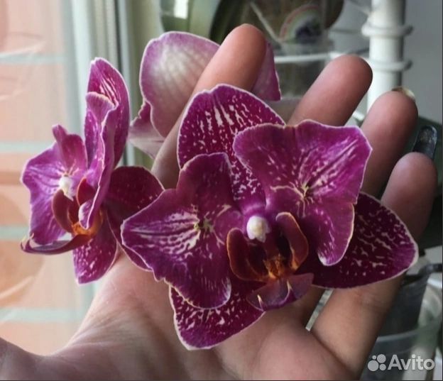 Орхидеи Фаленопсис