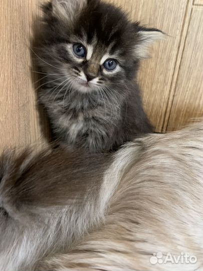 Котята бесплатно