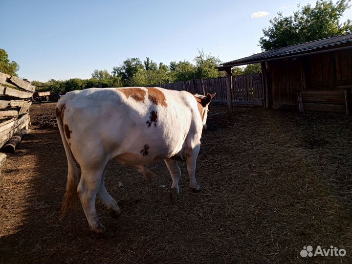 Бык на племя Симентвл