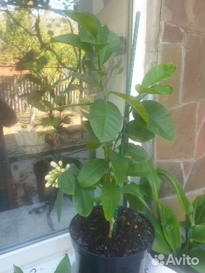 Лимон плодоносящий