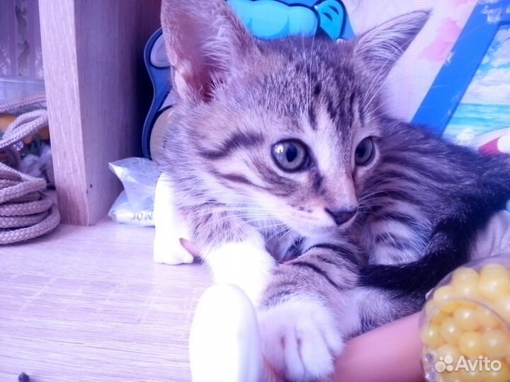 Отдам бесплатно в хорошие руки