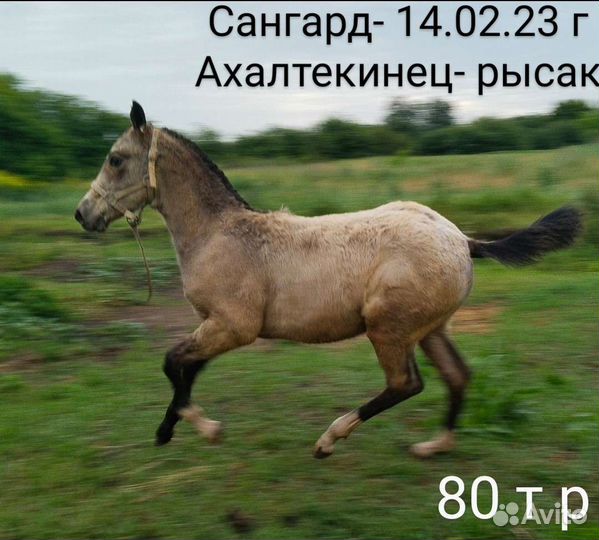 4 Ахалтекинские лошади. Адира -Шаэль и дочки