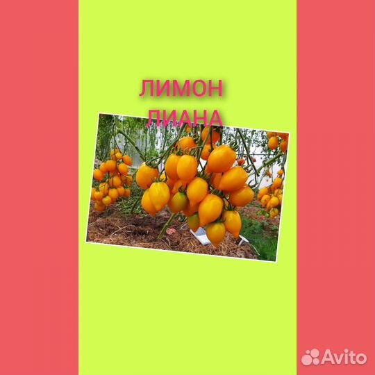Семена