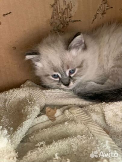 Отдам в добрые руки