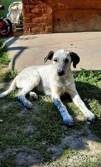 Девочка в добрые руки