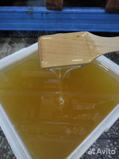 Свежий мёд липа Опт