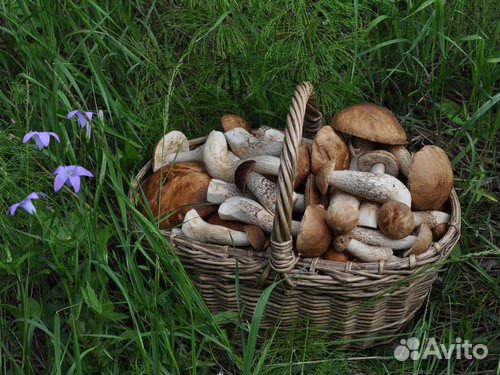 Грибы: Белые, Боровики, Подосиновики, Подберезовик