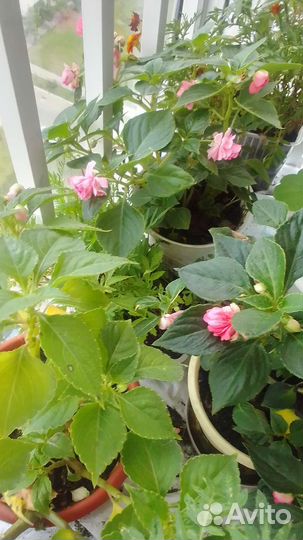 Пеларгония герань