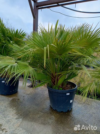 Пальма Хамеропс