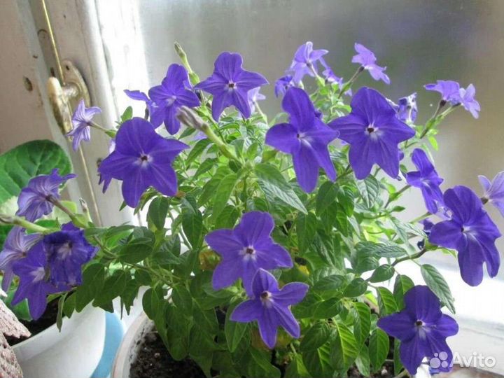 Колокольчики - руэллия-у Вас дома